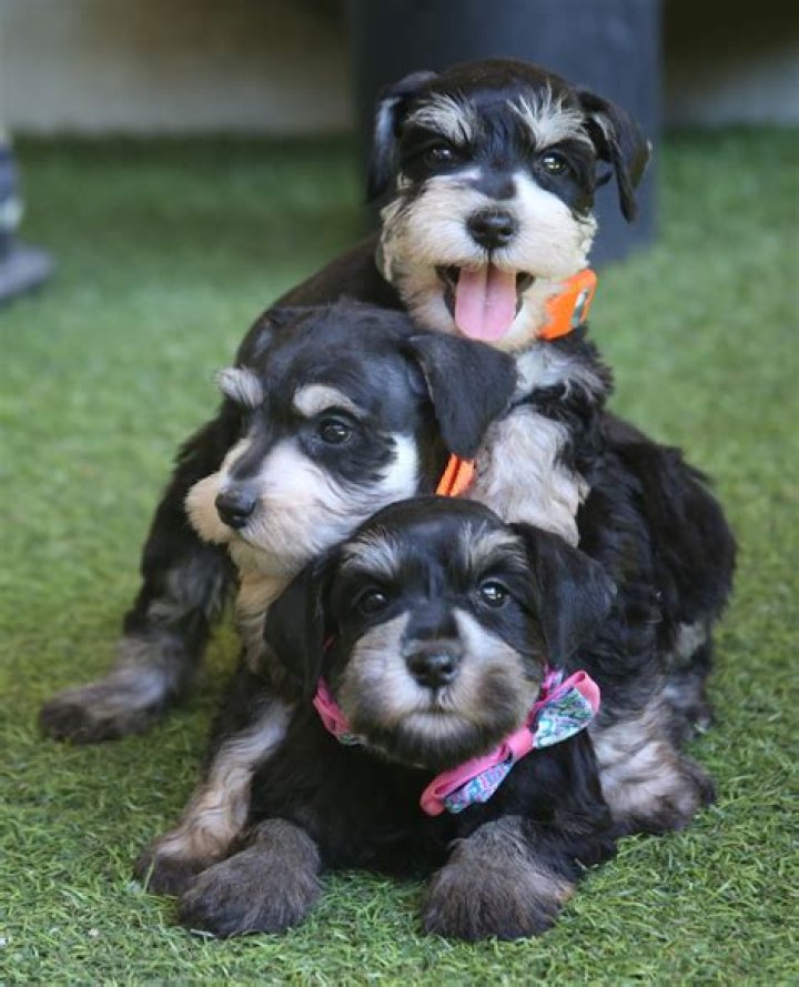 Are standard schnauzers cuddly?