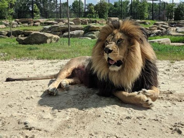 Are there any Barbary lions in zoos?