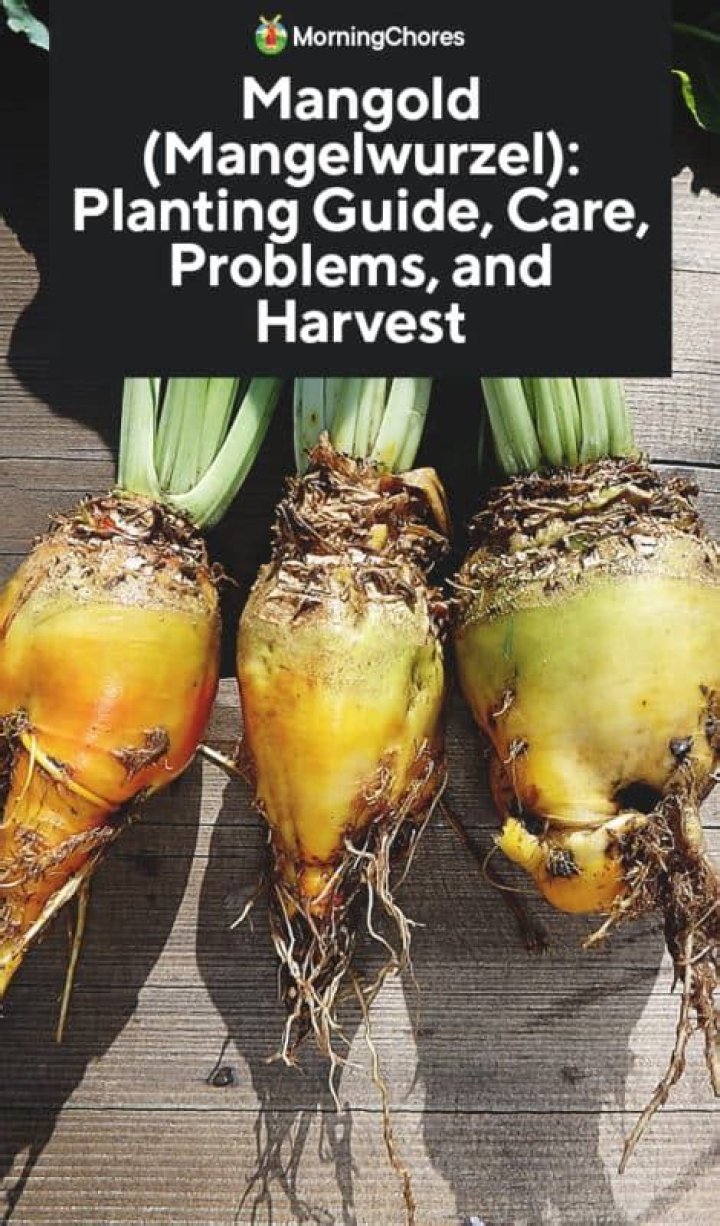 Can humans eat Mangelwurzel?