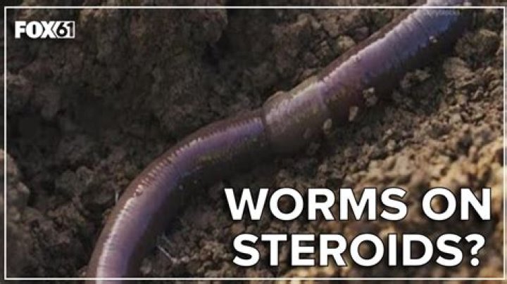 Can you shock worms out of the ground?