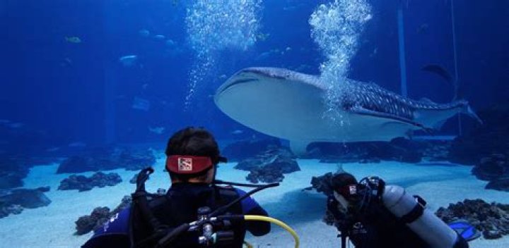 Do military get in free at Georgia Aquarium?