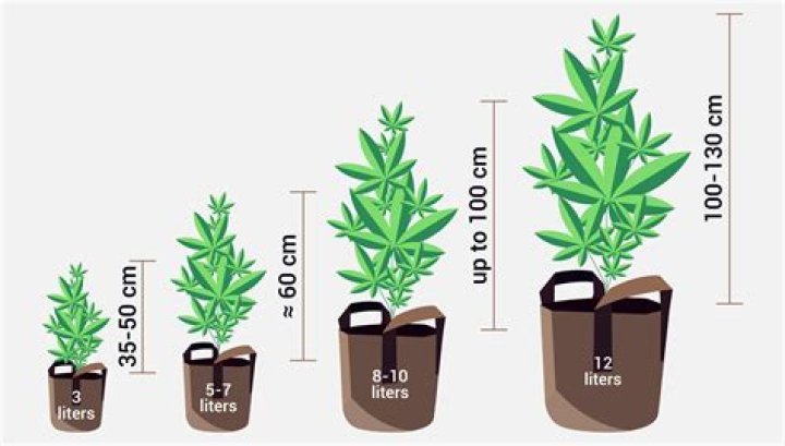 How big can a weed plant get?