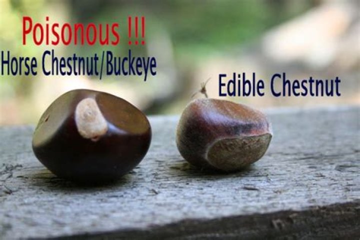 How poisonous are horse chestnuts?