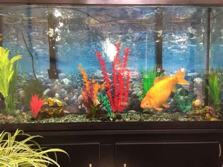 Is it cruel to keep goldfish in a tank?