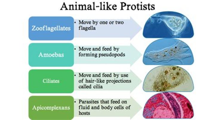 What are animal-like protists called What are 3 examples?