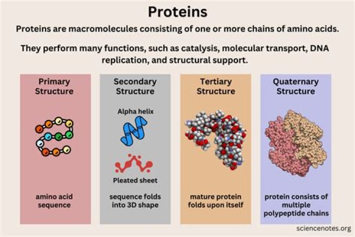 What are proteins 5 examples?