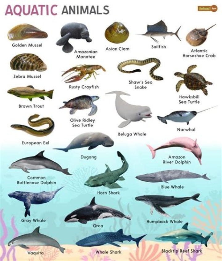 What are the classes of aquatic animals?