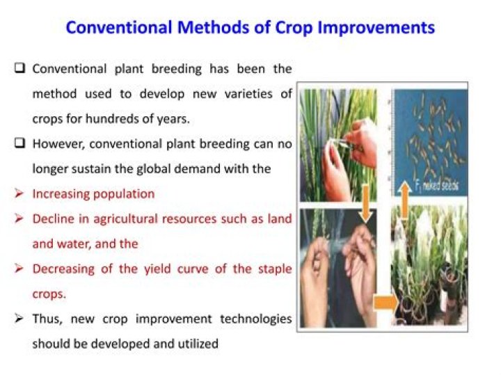 What are the conventional methods of crop improvement?