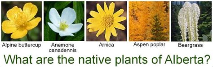 What are the native plants of Alberta?