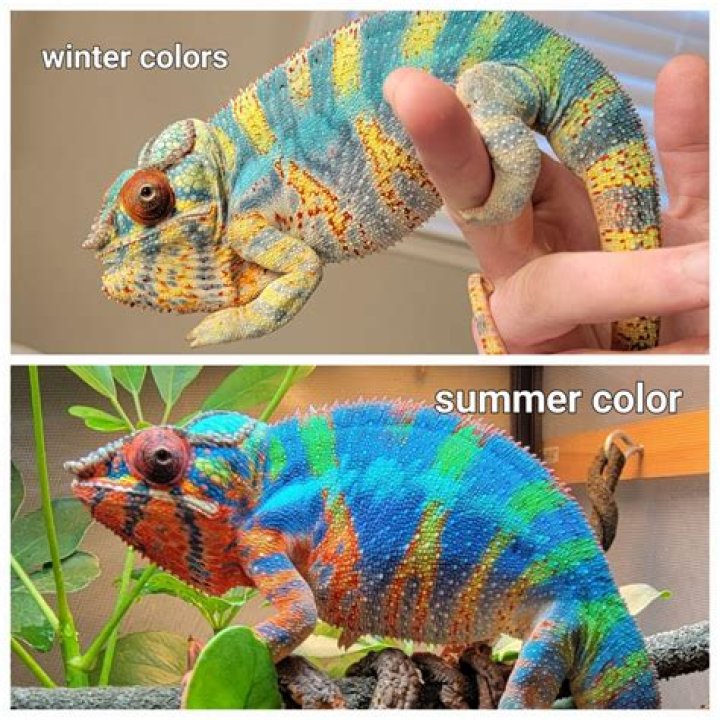 What colors mean what on a chameleon?