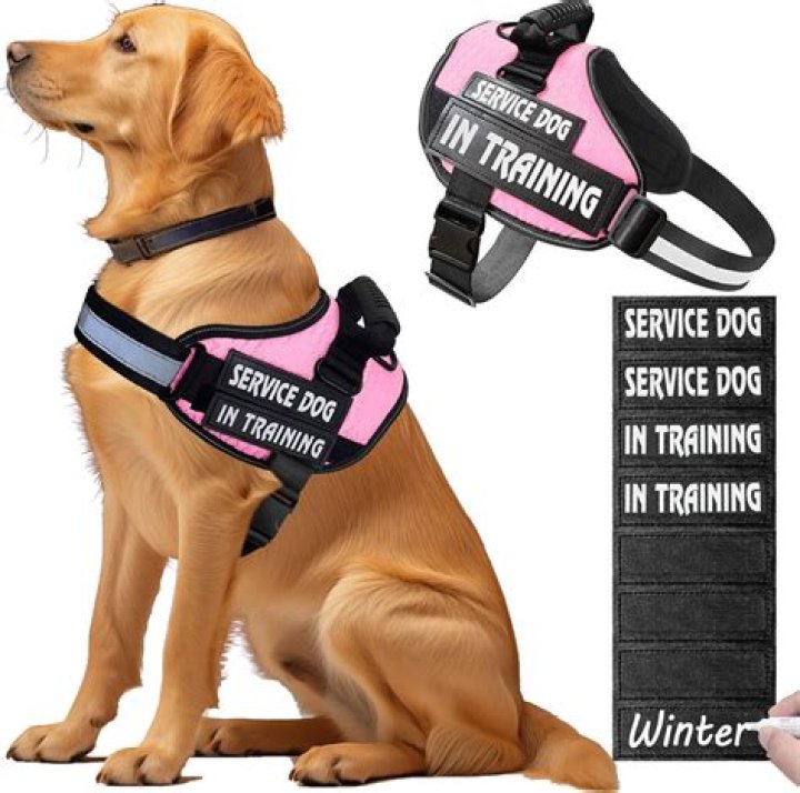 What does a neoprene dog vest do?