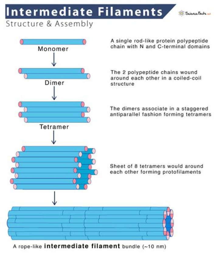 What is a coiled filament?