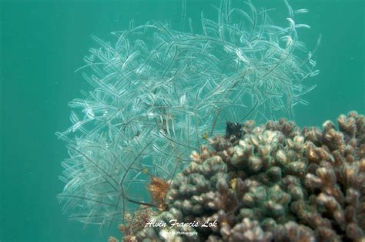 What is a marine hydroid?
