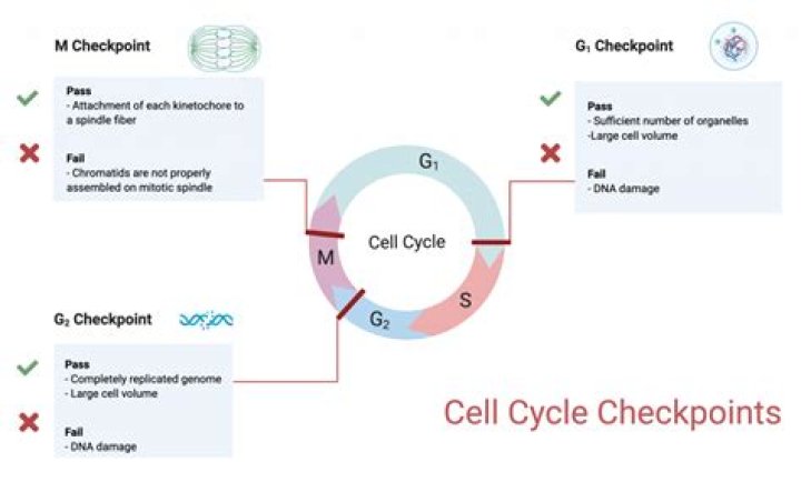 What is checkpoint in DNA replication?