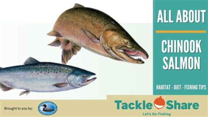 What is the diet for the chinook salmon?