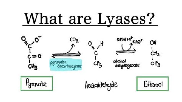 What is the difference between lyase and hydrolase enzyme?