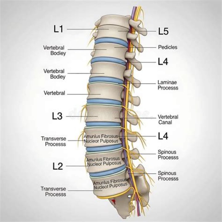 What is the lumbar 5?