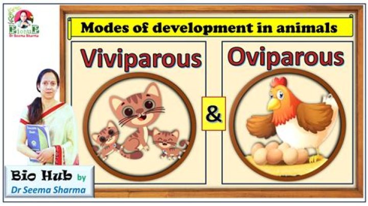 What is the term Oviparity?