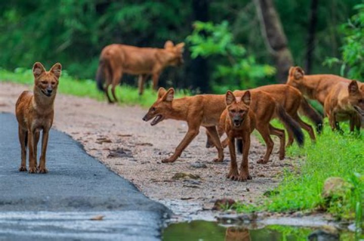 Where are dholes found in India?