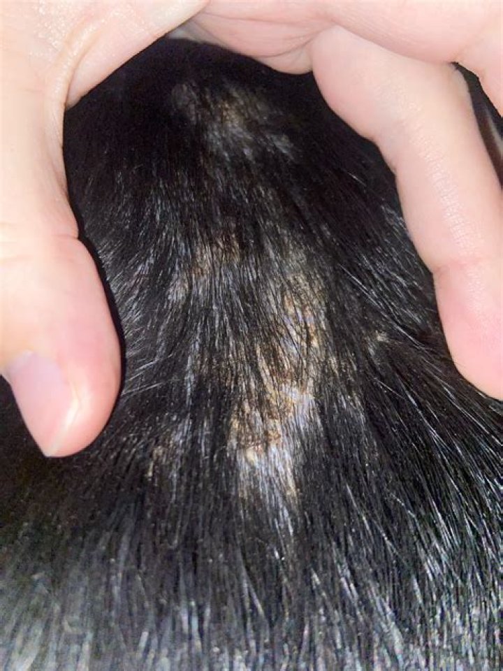 Why does my dog have a rash and losing hair?